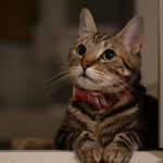 【2022年最新】猫好きさんが喜ぶプレゼントBEST10！猫ちゃんグッズの選び方決定版！